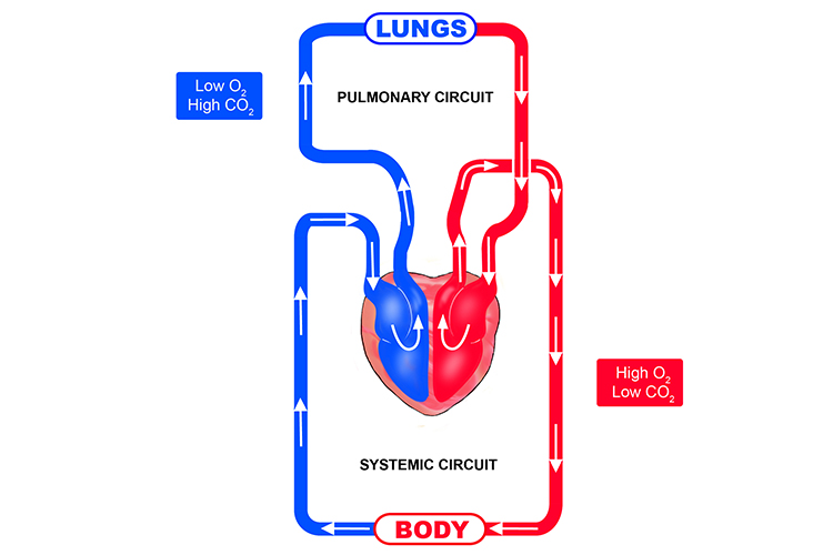 The Blood Flow In The Pulmonary And Systemic Circuits